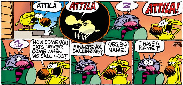 Attila.  Attila.  Z.  Attila!  ?  How come you cats never come when we call you?  Huh, where you calling me?  Yes, by name.  I have a name?