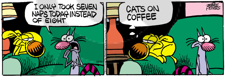 I only took seven naps today instead of eight. Cats on coffee.